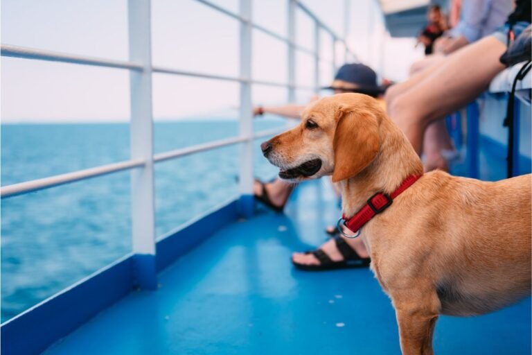 Se puede viajar con perro en camarote en Trasmediterránea
