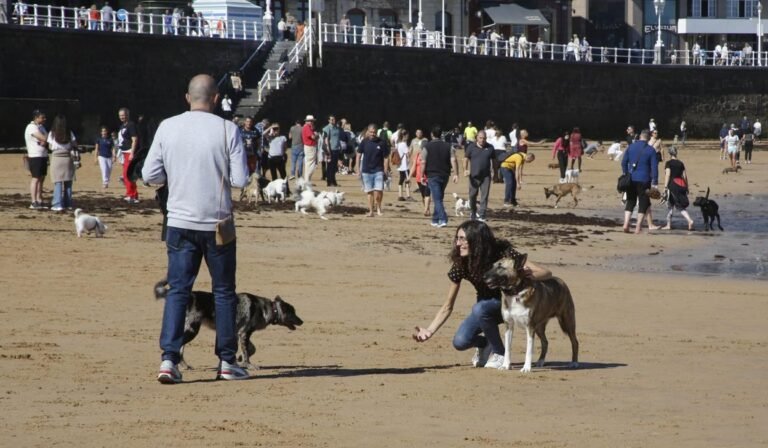 Cuáles son las mejores playas en Asturias para ir con perros