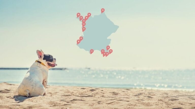 Dónde encontrar alojamiento en Las Landas que acepte perros