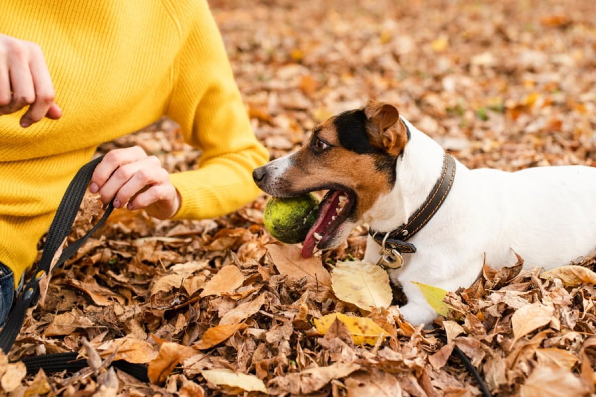 perro feliz explorando paisajes portugueses