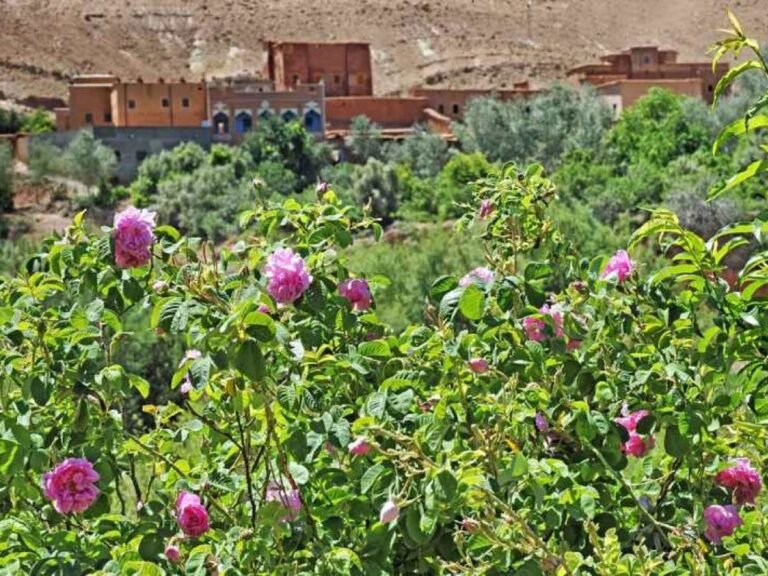 Qué ver en el Valle de las Rosas en Marruecos