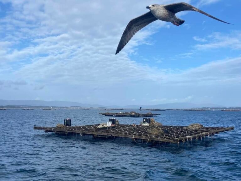 Dónde se encuentra la ruta de los mejillones en O Grove