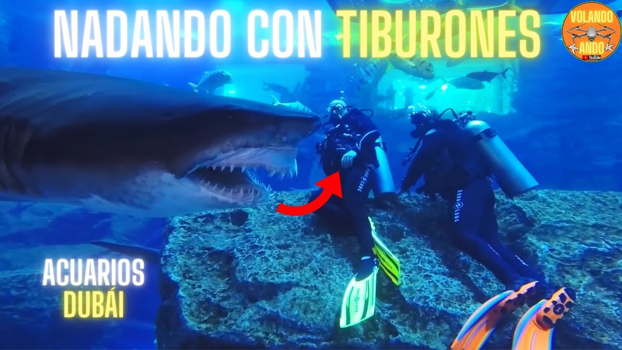 tiburones nadando en un acuario impresionante
