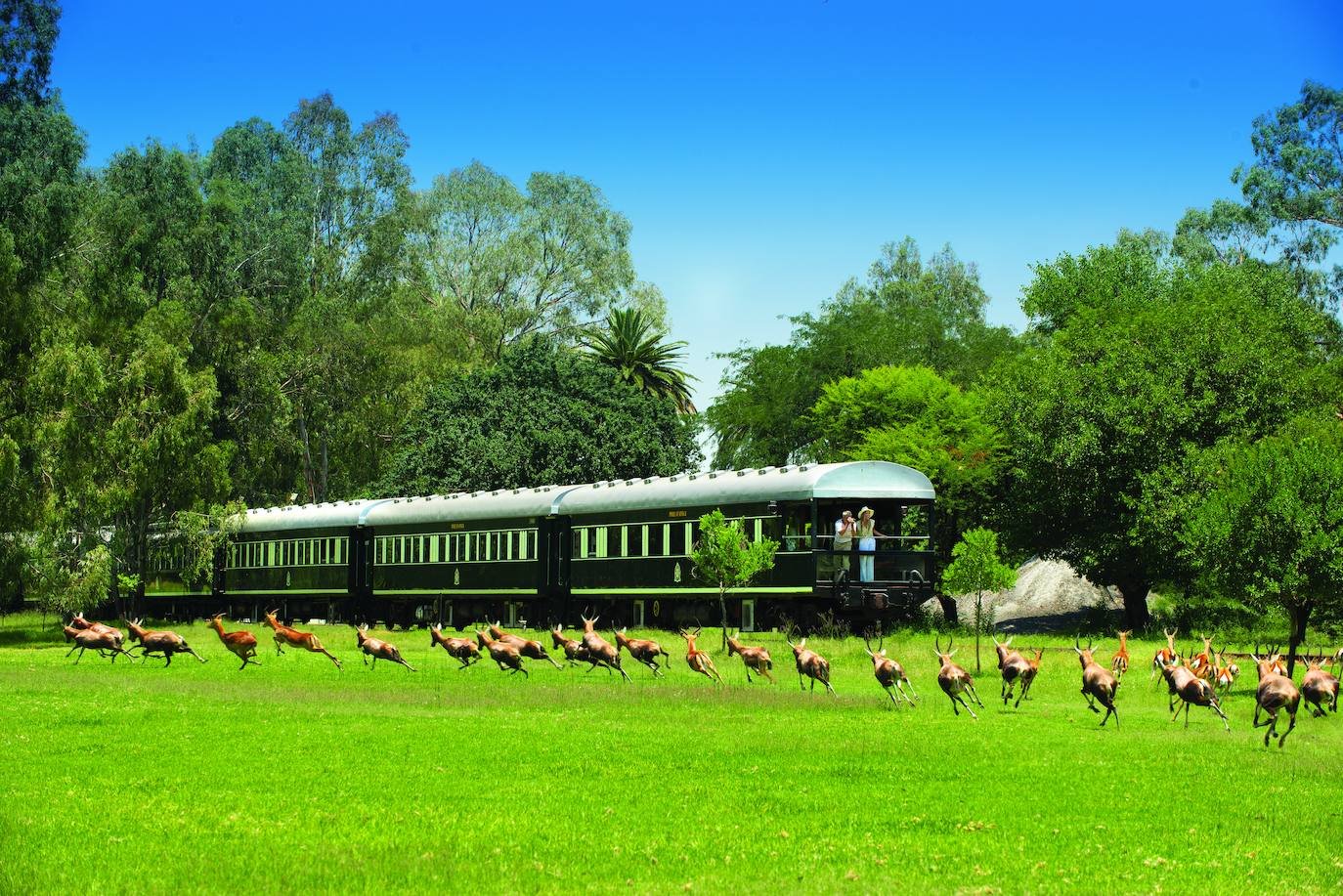 tren viajando por un paisaje rural