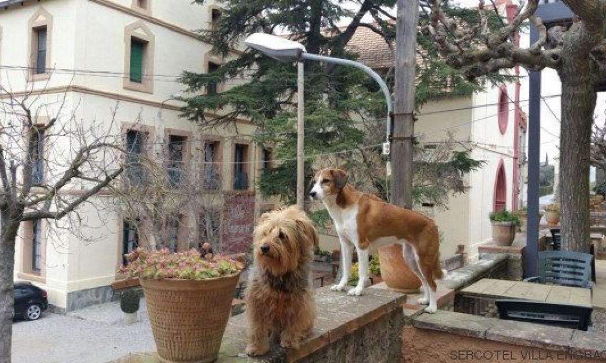 una posada acogedora con mascotas felices