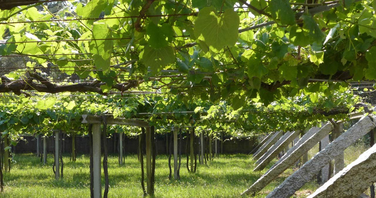 vinedos de albarino en galicia