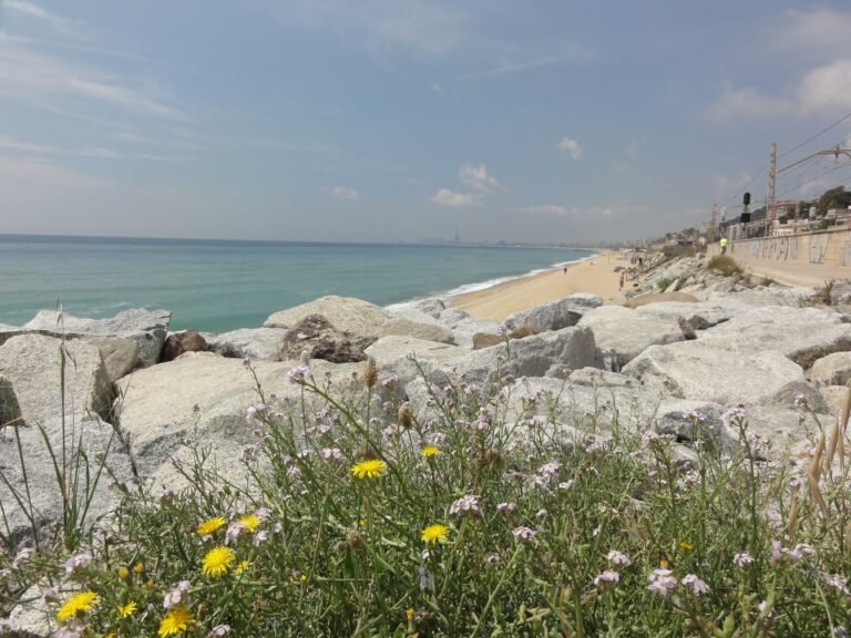 Dónde encontrar plantas bajas baratas en Montgat