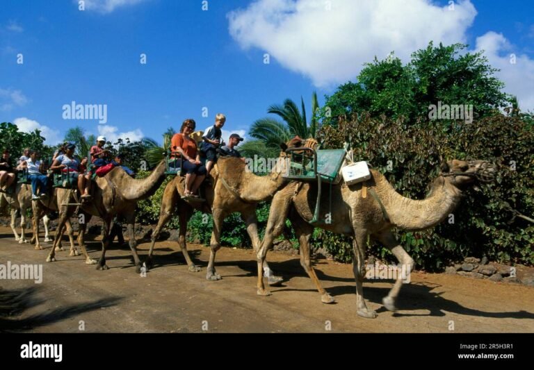 Dónde se encuentra La Lajita Oasis Park Zoo en Fuerteventura