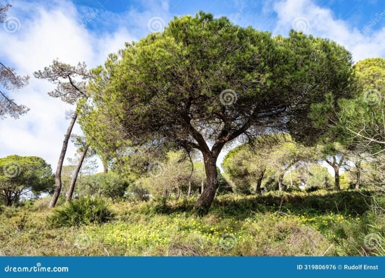 Qué actividades se pueden realizar en el Parque Natural da Ria Formosa