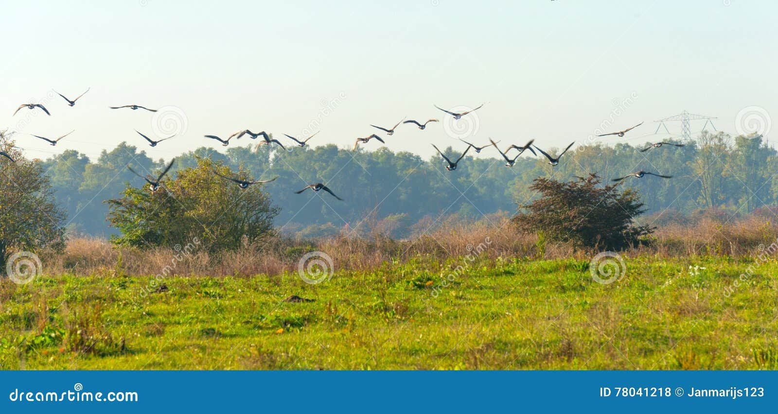 aves en vuelo sobre paisaje natural