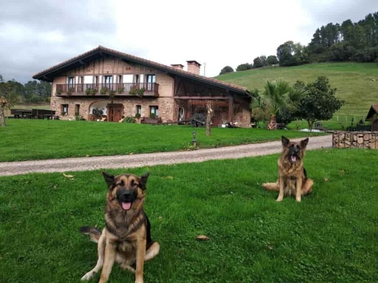 Dónde encontrar casas rurales en el Pirineo aragonés que admiten perros