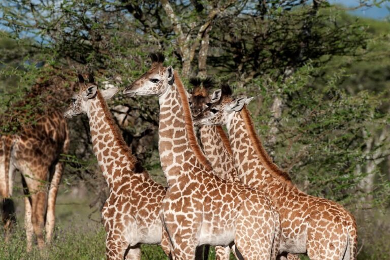 Qué actividades se pueden hacer en Sir Bani Yas Island, Abu Dhabi