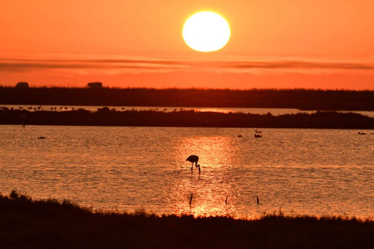 Qué visitar en el Delta del Ebro en un solo día