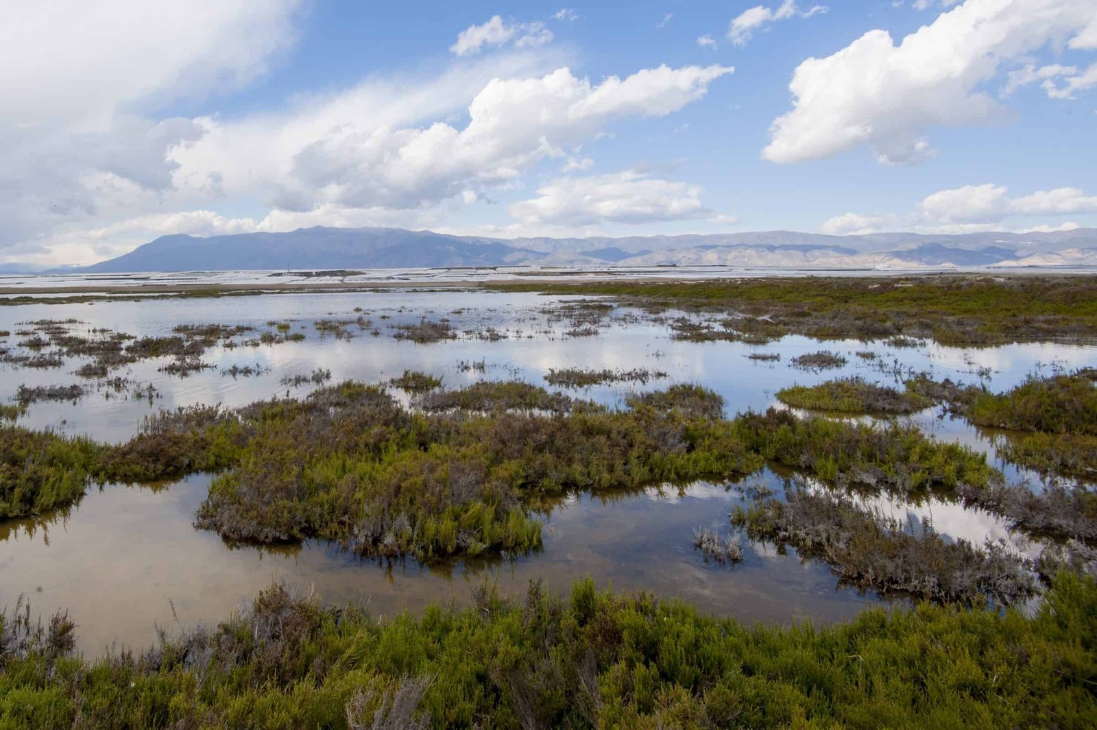 paisaje natural de sabinal en roquetas