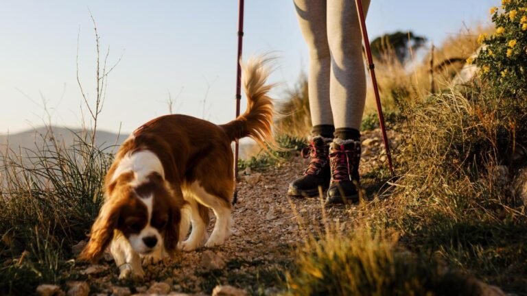 Es posible hacer el Camino de Santiago con perro Opiniones y consejos