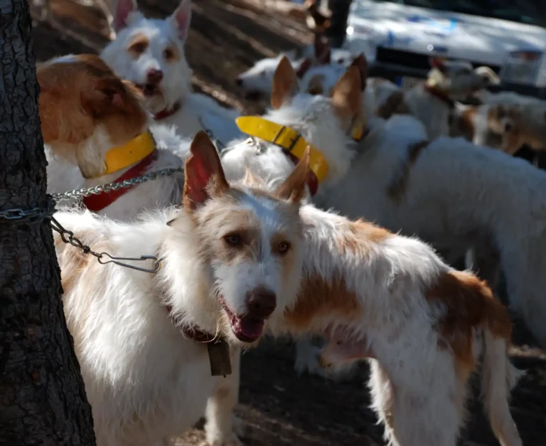 Se puede recorrer el Caminito del Rey con un perro