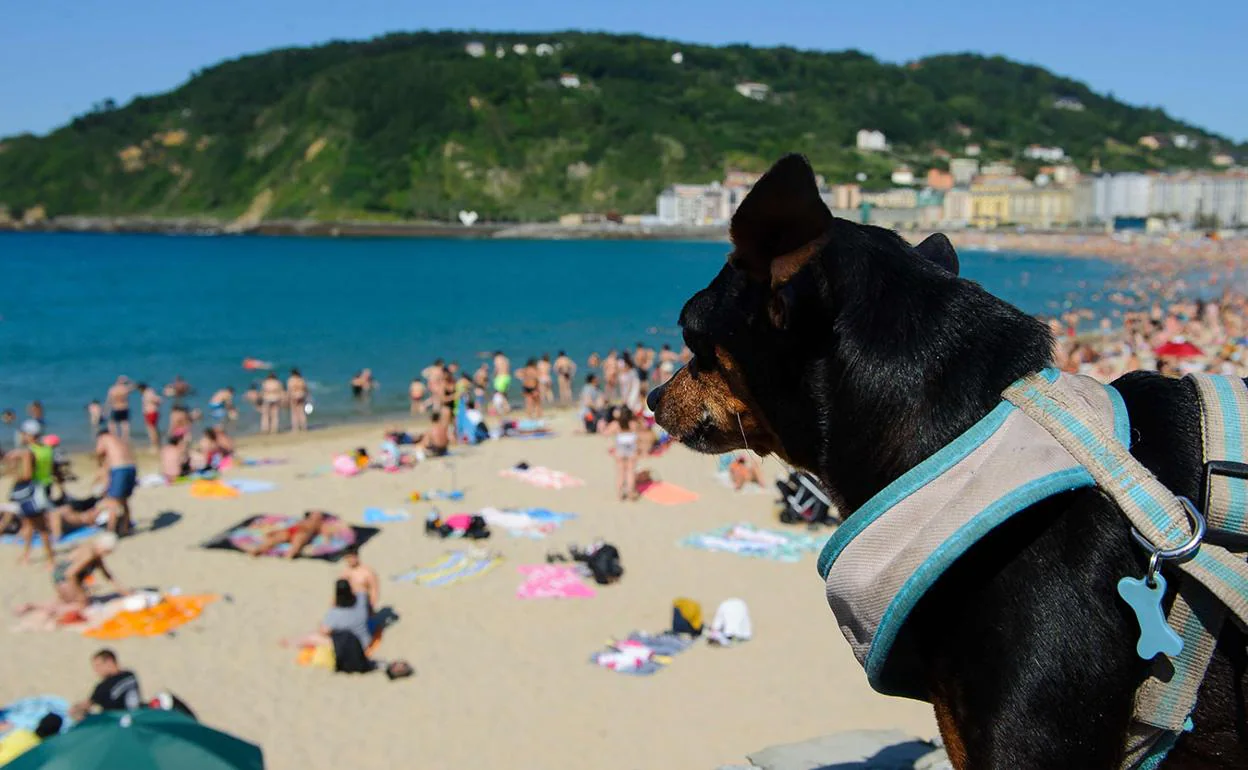 perro disfrutando en una playa de san sebastian