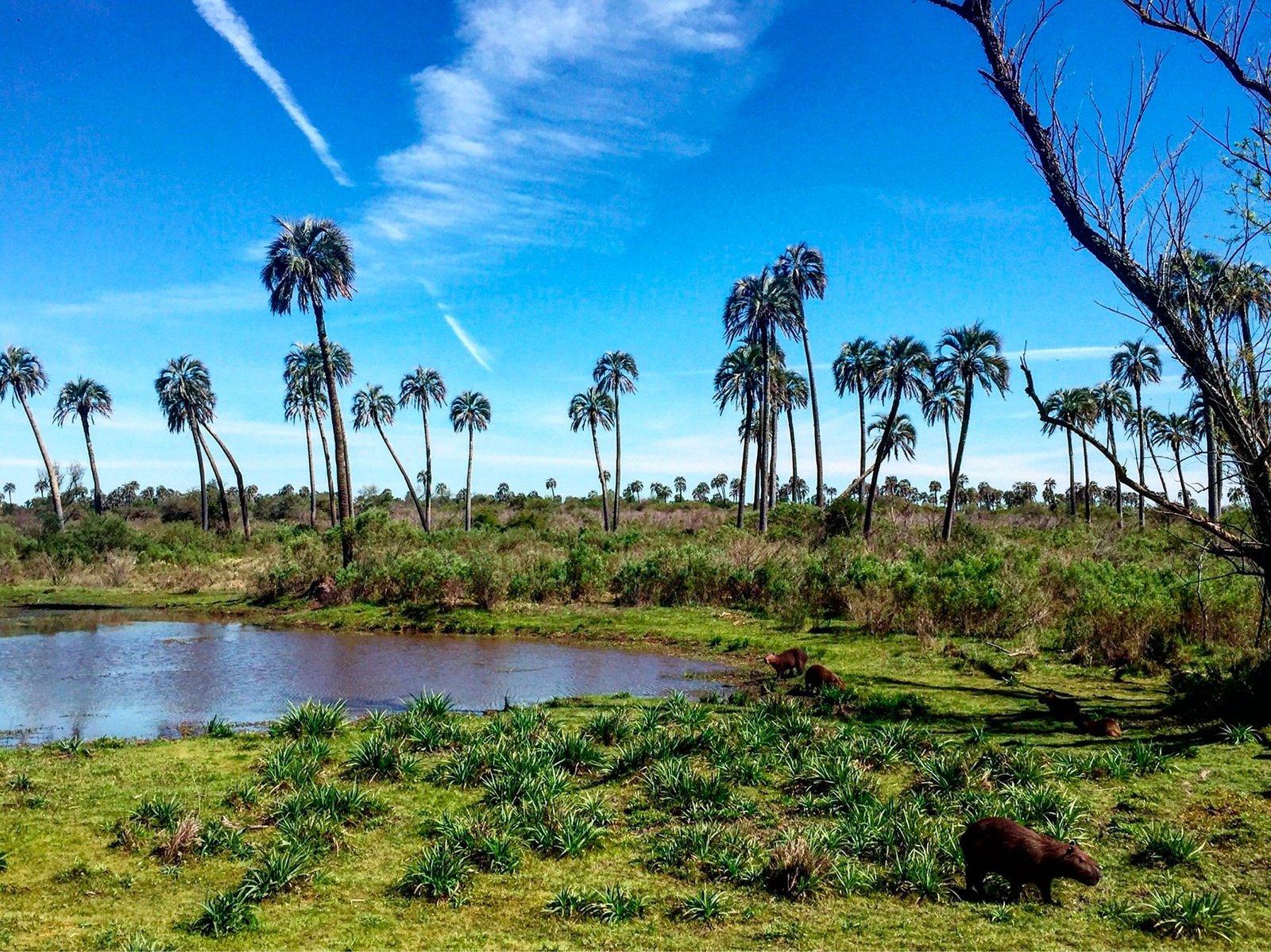 playa con arte y palmeras en el palmar