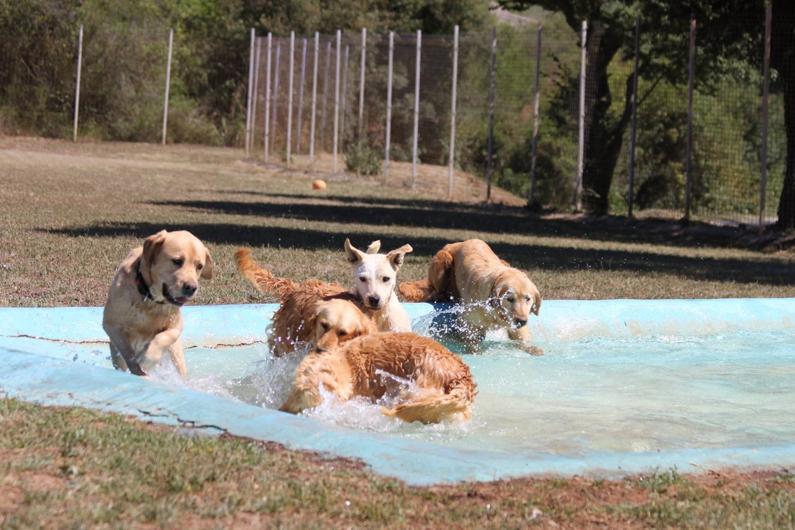 residencia canina en entorno natural